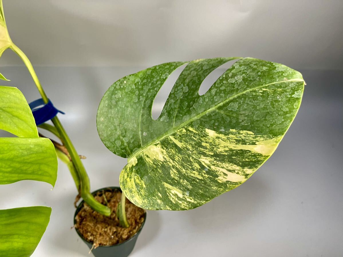 「14」モンステラ　ボルシギアナ　オーレア 斑入り Monstera borsigiana Aurea Variegata _画像4