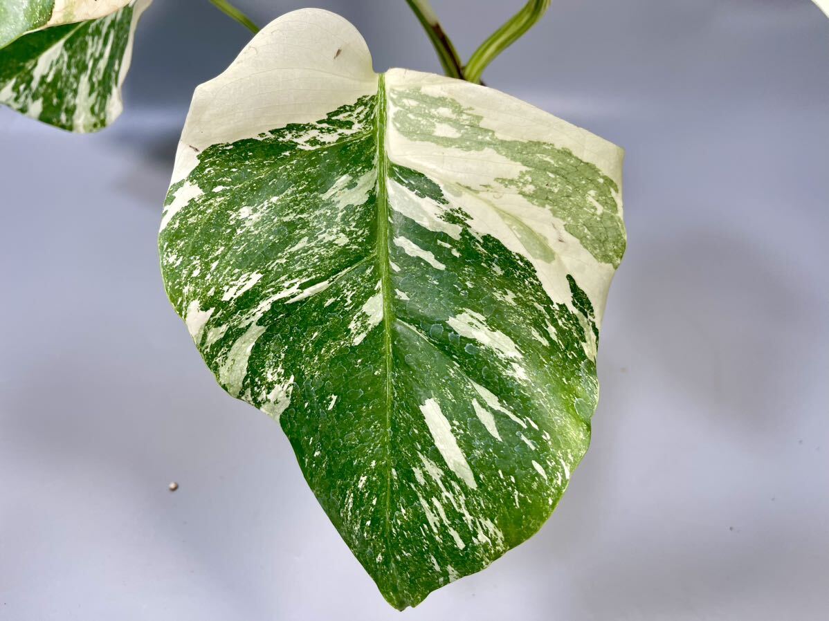 「18」MONSTERA ALBO BORSIGIANA VARIEGATA 白斑 モンステラ アルボ ボルシギアナ 斑入りの画像4