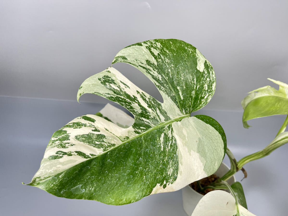 「18」MONSTERA ALBO BORSIGIANA VARIEGATA 白斑 モンステラ アルボ ボルシギアナ 斑入りの画像3