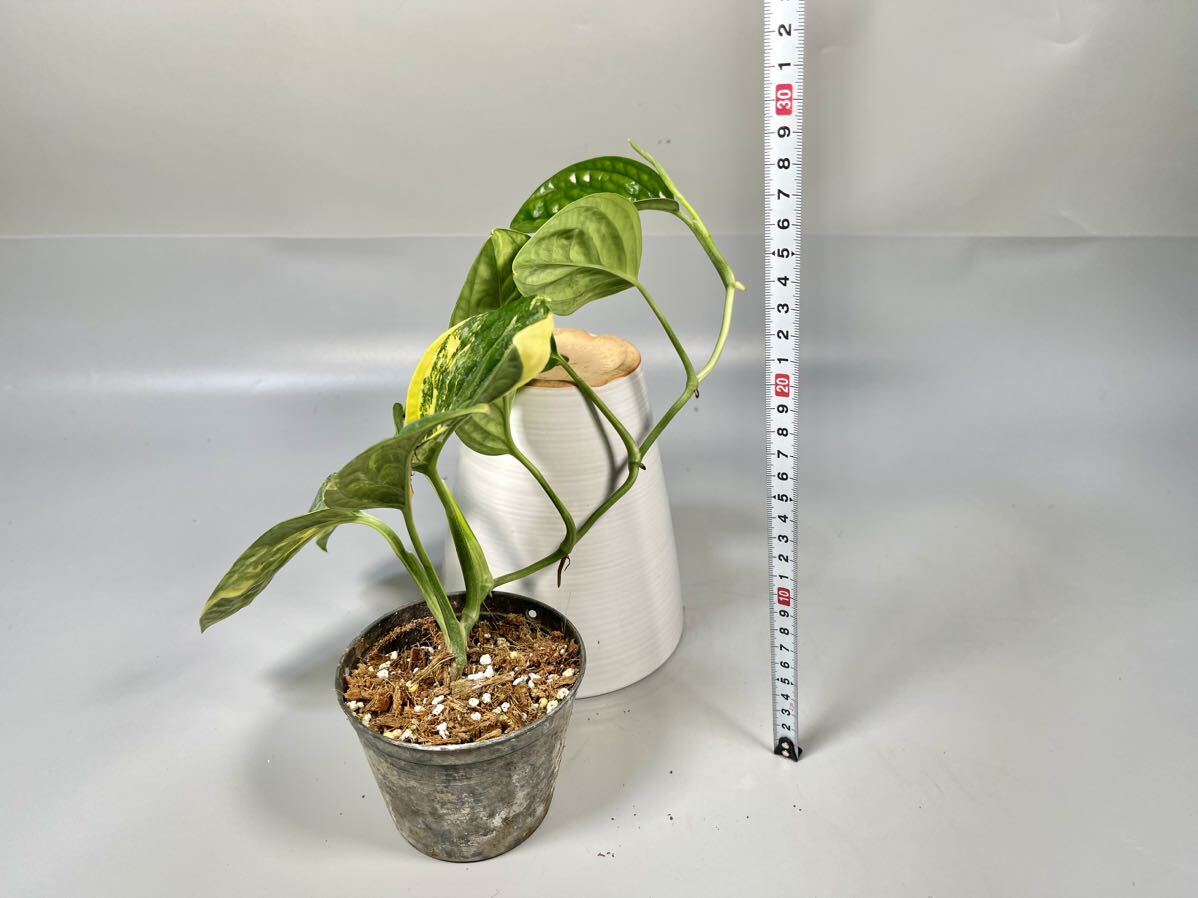 「38」 Monstera SP. Peru variegated モンステラ sp. ペルー 斑入り Monstera Karstenianum variegated の画像6