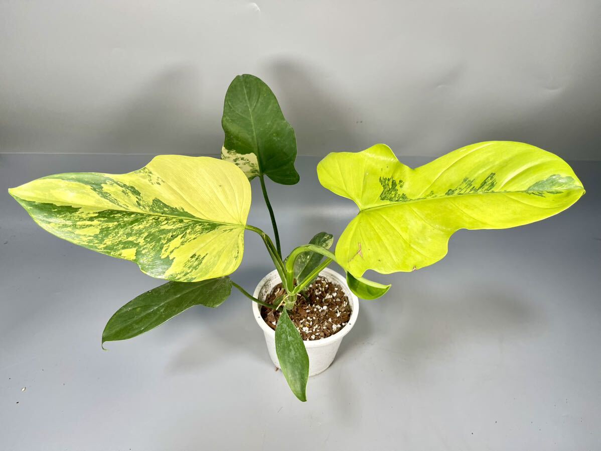 「44」フィロデンドロン・ビペンニフォリウム・ヴァイオリン 斑入り　Philodendron bipennifolium ‘Violin’ Variegated 観葉植物 _画像1