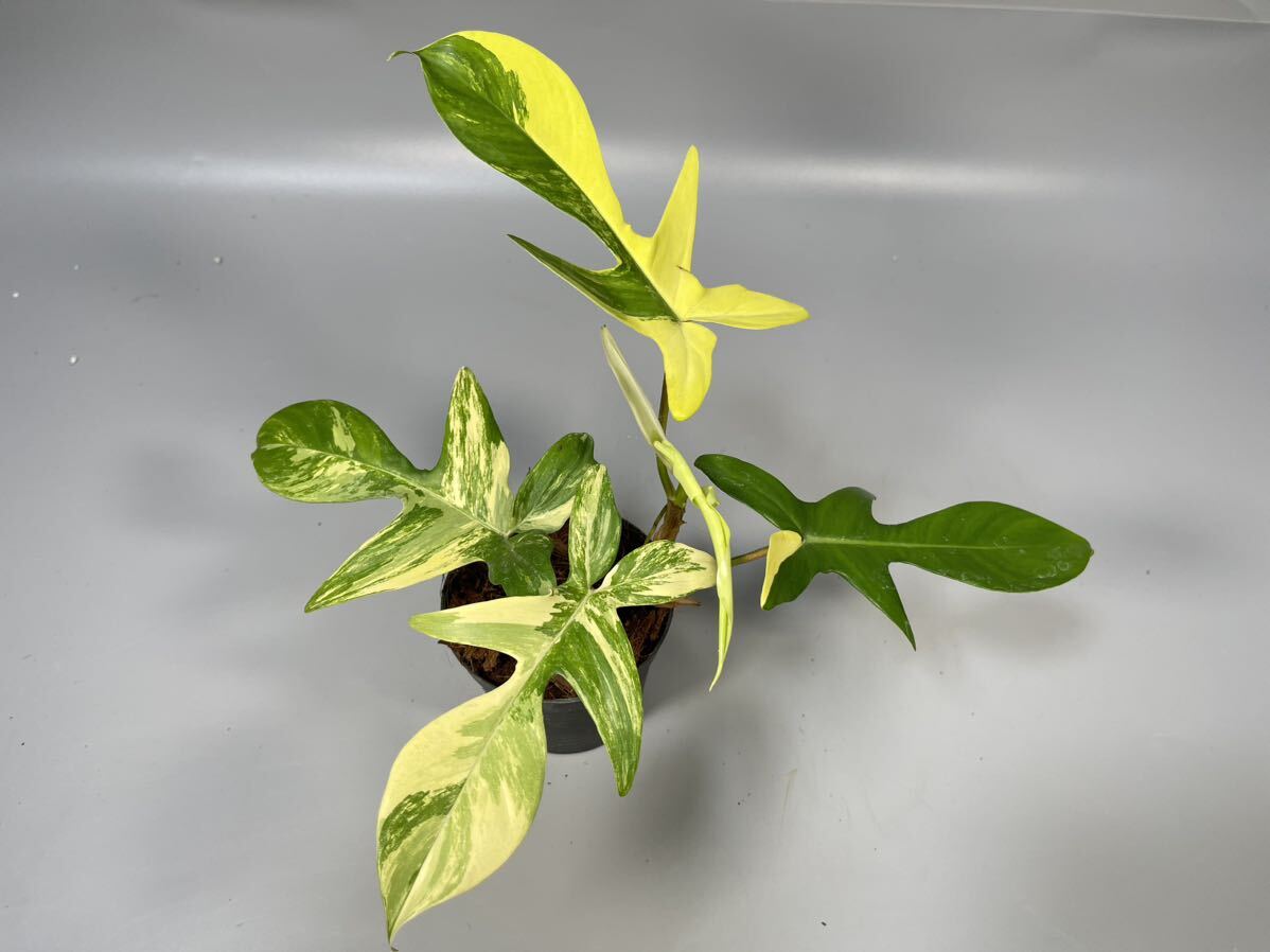 [20]firoten Delon frolida красота . ввод philodendron Florida beauty variegata