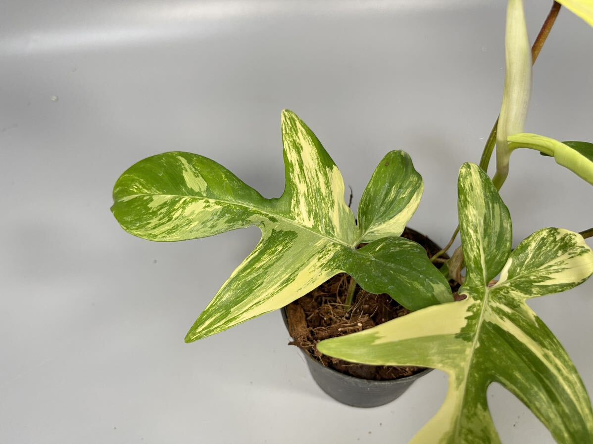 [20]firoten Delon frolida красота . ввод philodendron Florida beauty variegata
