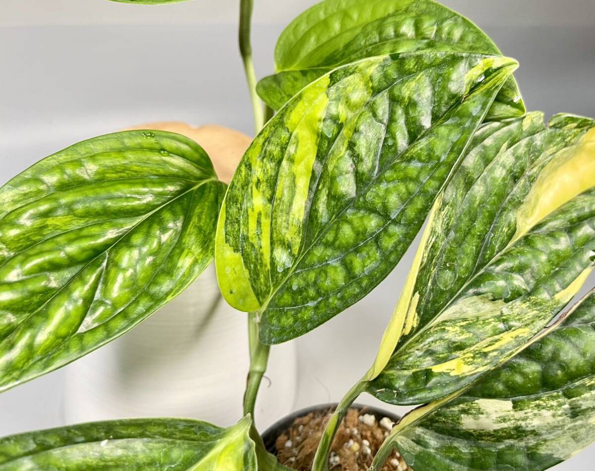 「38」 Monstera SP. Peru variegated モンステラ sp. ペルー 斑入り Monstera Karstenianum variegated の画像4