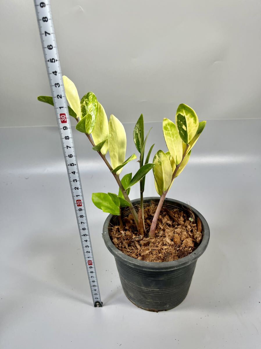 「08」ザミオクルカス ザミーフォリア 斑入りZZ plant Variegated (Zamioculcas Zamiifolia) 観葉植物の画像6