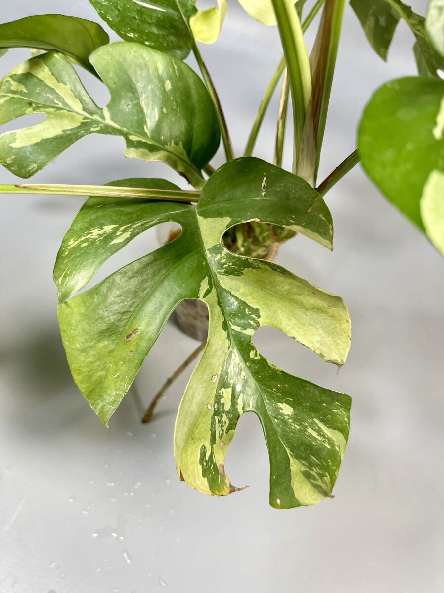 「11」Monstera Rhaphidophora tetrasperma variegata ラフィドフォラ テトラスペルマ斑入り ヒメモンステラ斑入り_画像7