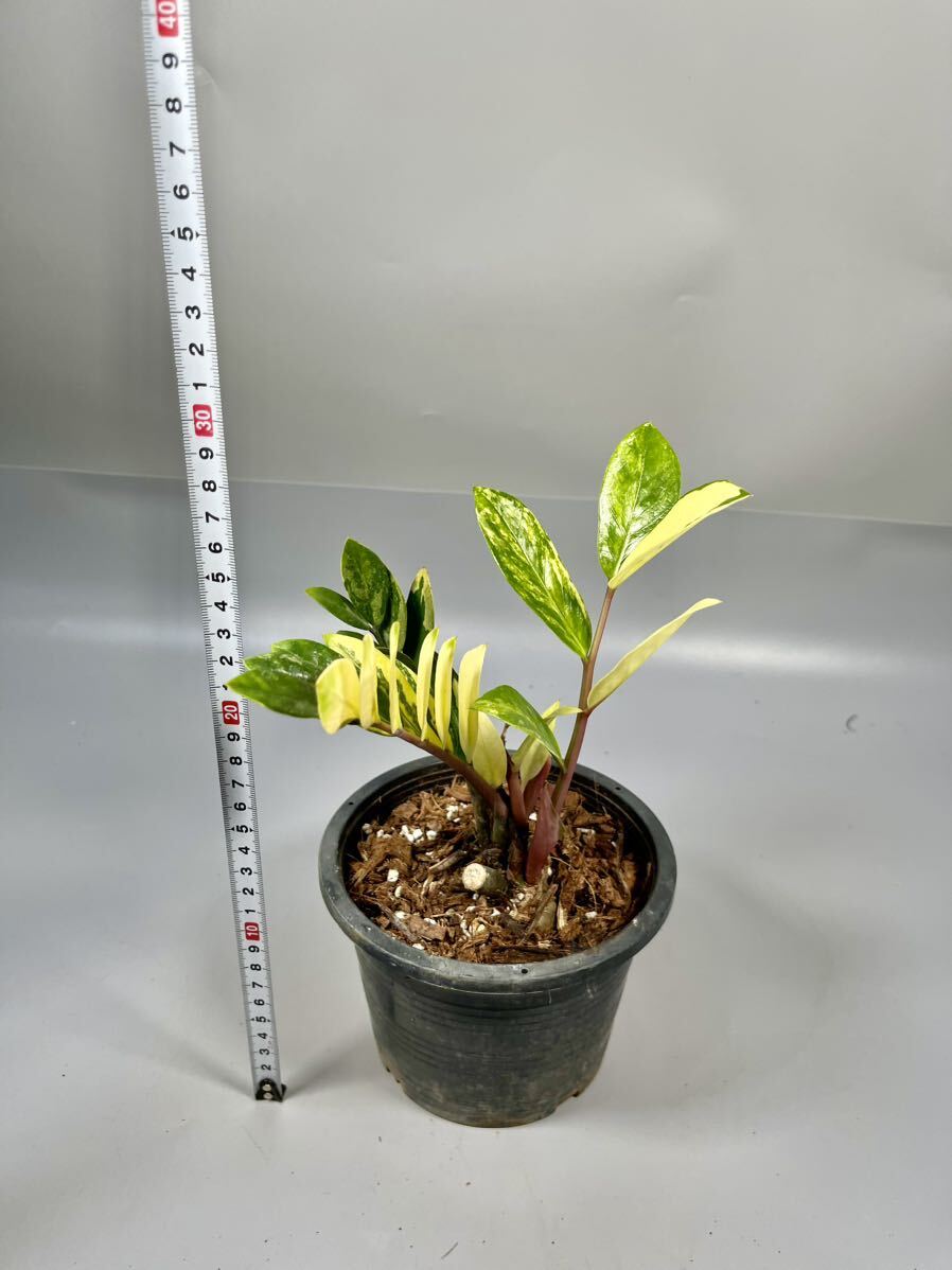 「09」ザミオクルカス ザミーフォリア 斑入りZZ plant Variegated (Zamioculcas Zamiifolia) 観葉植物の画像5