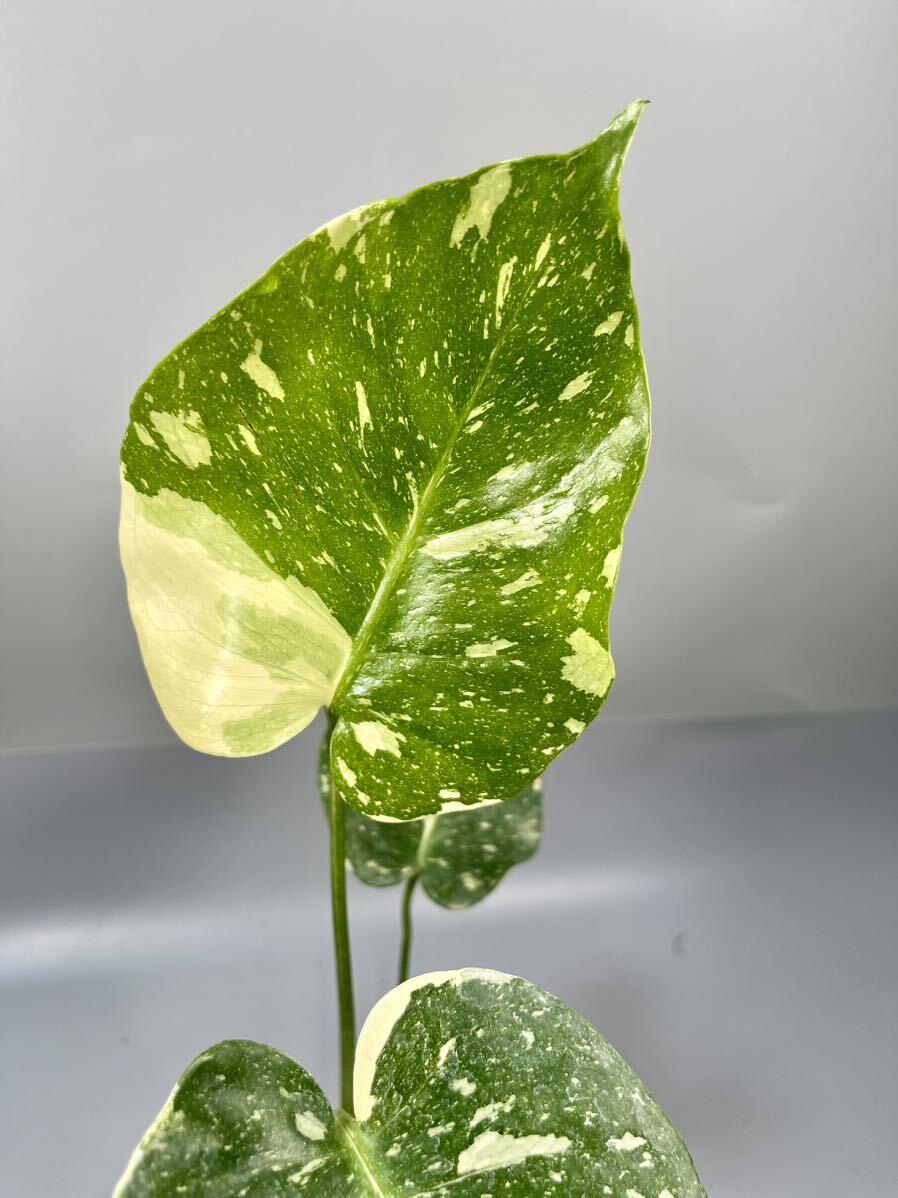 「18」 モンステラ デリシオーサ タイコンステレーション 斑入り Monstera Thai Constellation Variegata の画像2