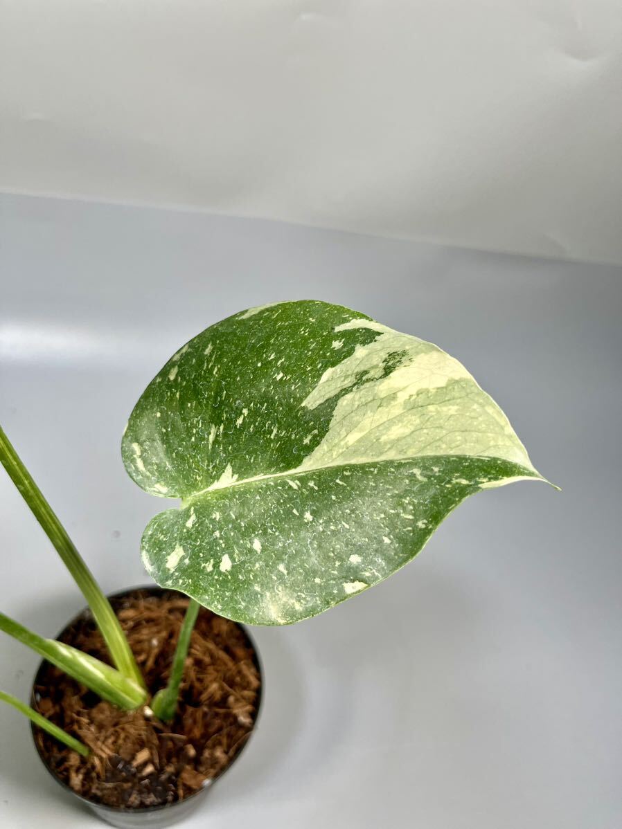 「18」 モンステラ デリシオーサ タイコンステレーション 斑入り Monstera Thai Constellation Variegata の画像4