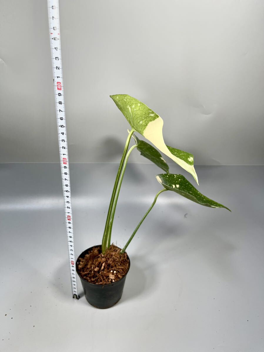 [20] monstera telisio-sa Thai Constellation . entering Monstera Thai Constellation Variegata