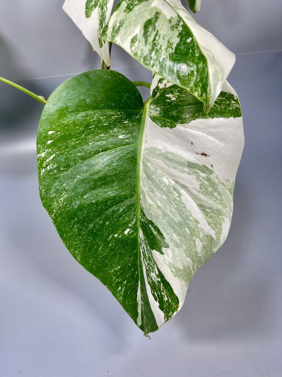 「26」MONSTERA ALBO BORSIGIANA VARIEGATA 白斑 モンステラ アルボ ボルシギアナ 斑入りの画像4