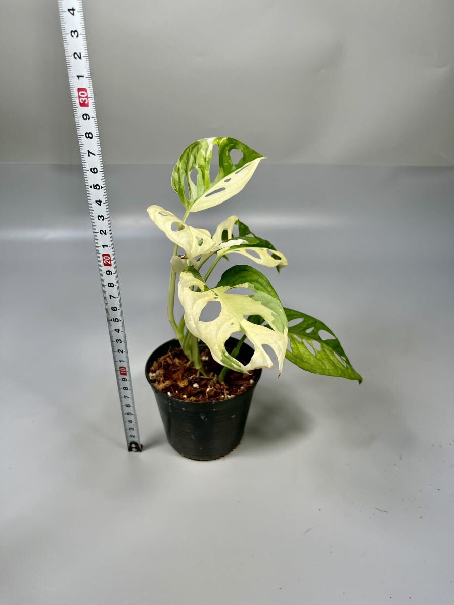 「42」Monstera Adansonii Variegata マドカズラ 斑入り モンステラ アダンソニー バリエガータ の画像8