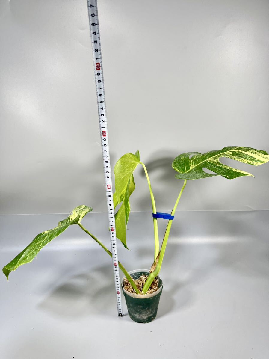 「12」モンステラ ボルシギアナ オーレア 斑入り Monstera borsigiana Aurea Variegata の画像5