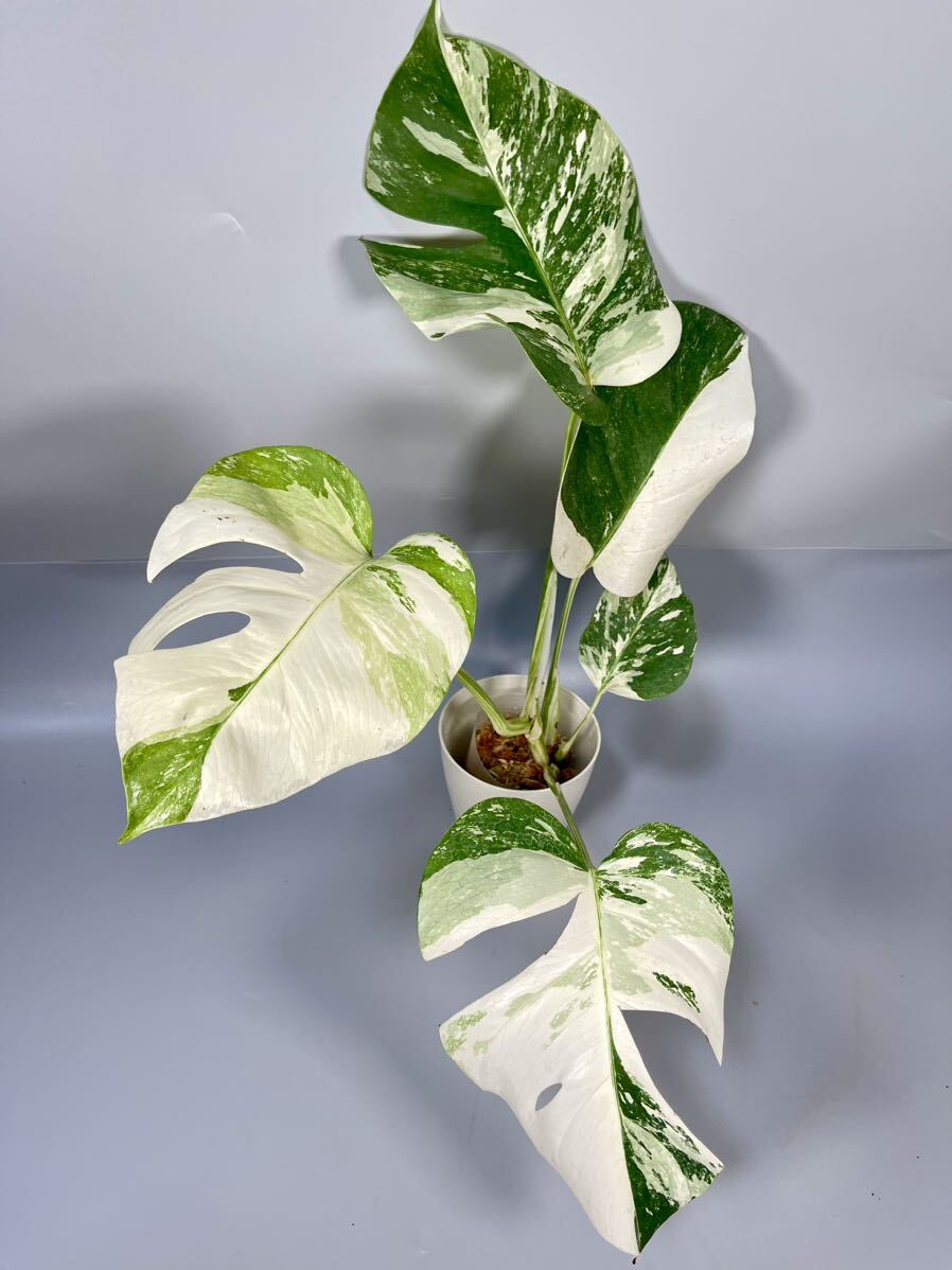 「17」MONSTERA ALBO BORSIGIANA VARIEGATA 白斑 モンステラ アルボ ボルシギアナ 斑入りの画像1