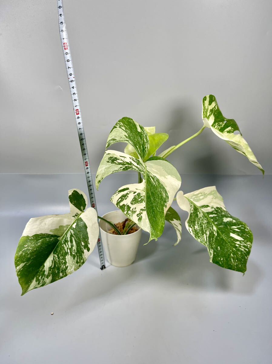 「18」MONSTERA ALBO BORSIGIANA VARIEGATA 白斑 モンステラ アルボ ボルシギアナ 斑入りの画像7