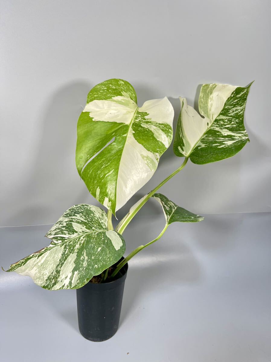 「19」MONSTERA ALBO BORSIGIANA VARIEGATA 白斑 モンステラ アルボ ボルシギアナ 斑入りの画像1