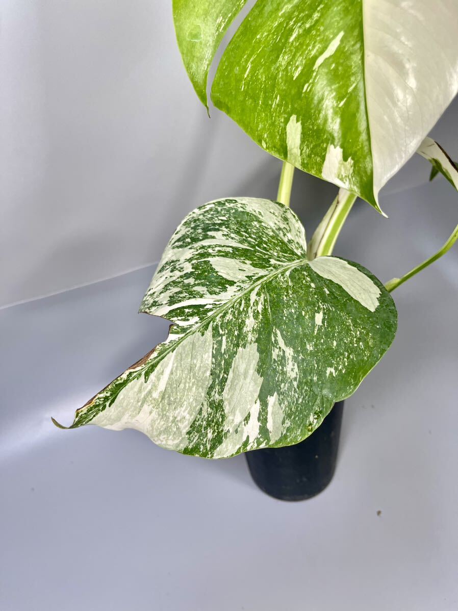 「19」MONSTERA ALBO BORSIGIANA VARIEGATA 白斑 モンステラ アルボ ボルシギアナ 斑入りの画像4