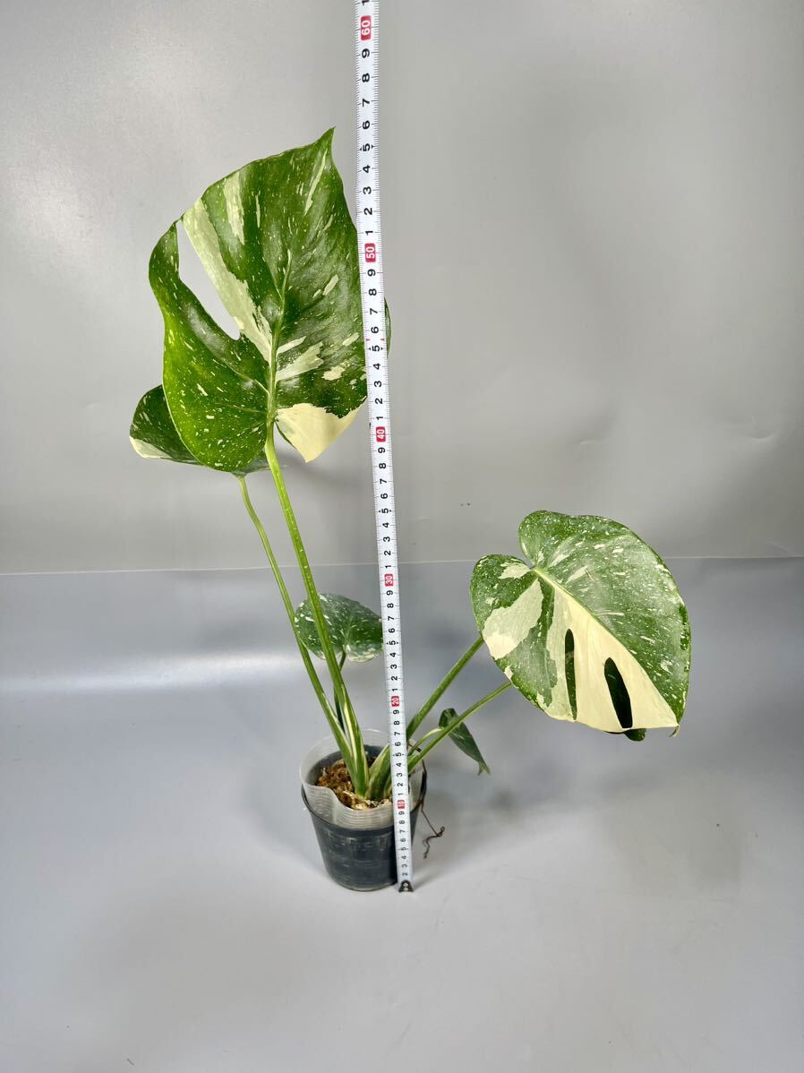 「22」 モンステラ デリシオーサ タイコンステレーション 斑入り Monstera Thai Constellation Variegata の画像5