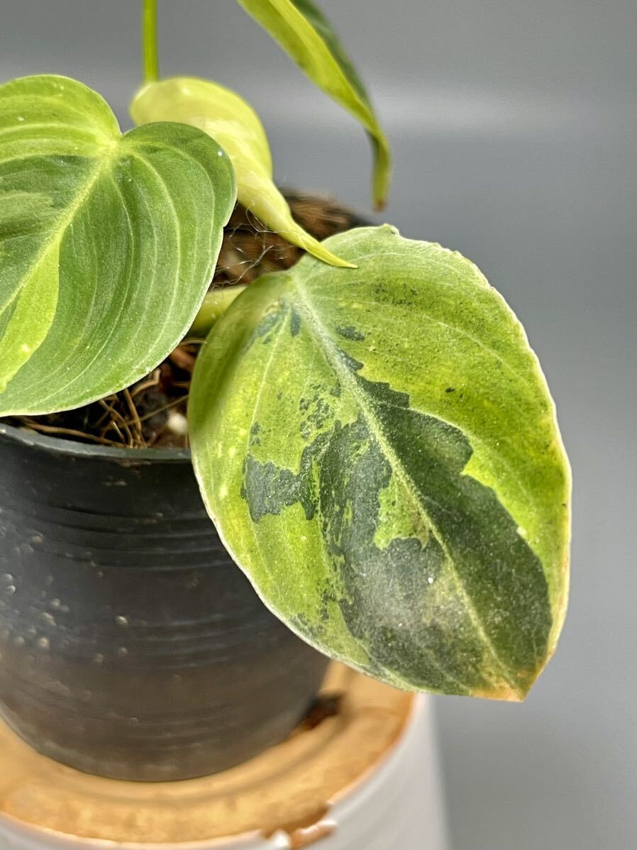 「04」Philodendron Melanochrysum Variegated フィロデンドロン メラノクリサム斑入り_画像3
