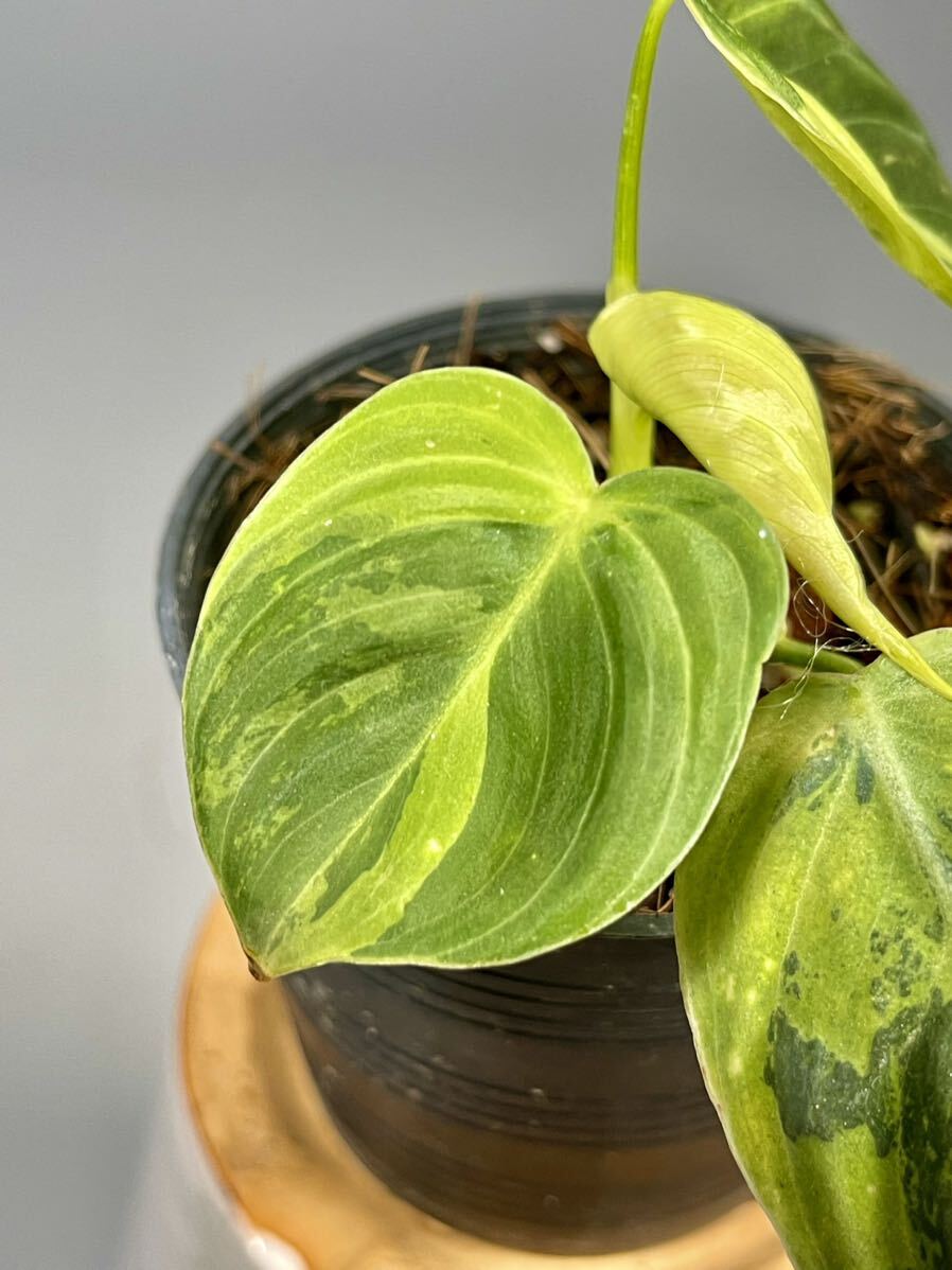 「04」Philodendron Melanochrysum Variegated フィロデンドロン メラノクリサム斑入り_画像2