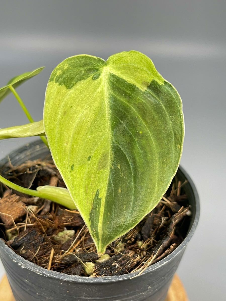 「04」Philodendron Melanochrysum Variegated フィロデンドロン メラノクリサム斑入り_画像4