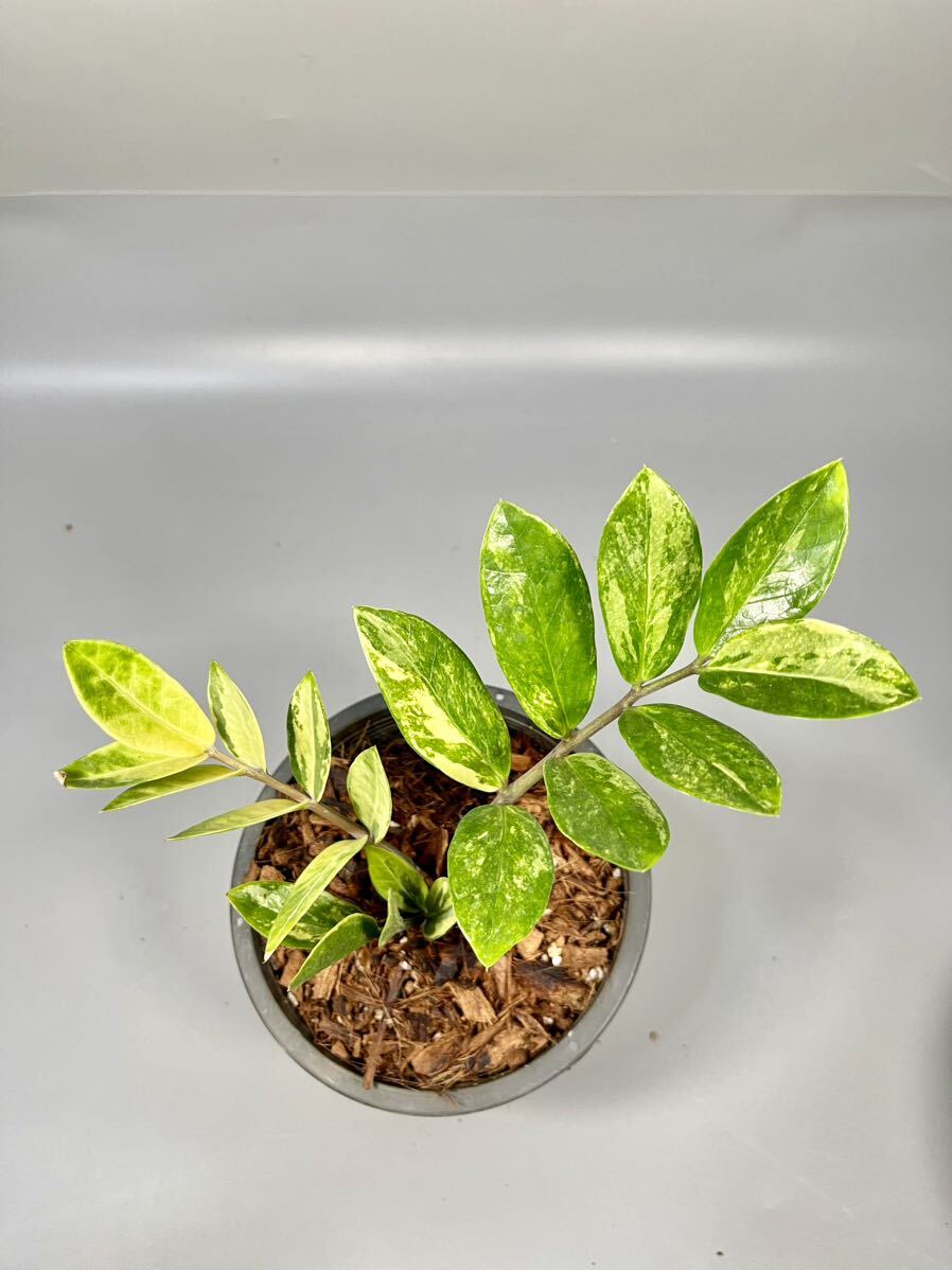 「37」ザミオクルカス ザミーフォリア 斑入りZZ plant Variegated (Zamioculcas Zamiifolia) 観葉植物_画像1