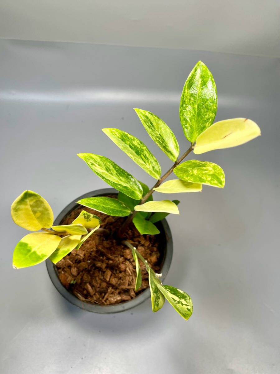 「08」ザミオクルカス ザミーフォリア 斑入りZZ plant Variegated (Zamioculcas Zamiifolia) 観葉植物の画像1