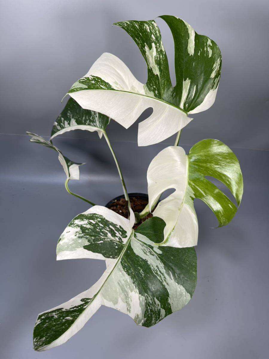 [28]MONSTERA ALBO BORSIGIANA VARIEGATA белый . монстера aruboborusi механизм na. ввод 