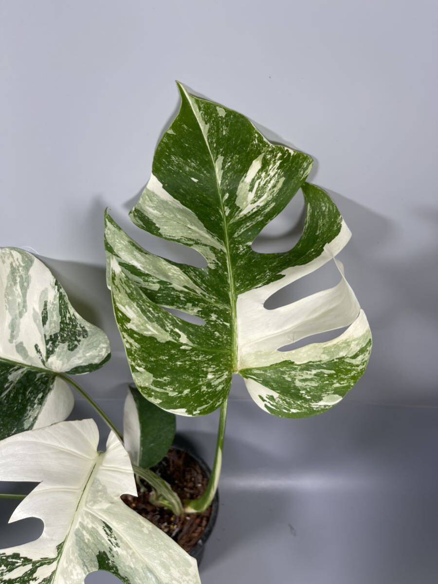 「29」MONSTERA ALBO BORSIGIANA VARIEGATA 白斑 モンステラ アルボ ボルシギアナ 斑入りの画像2