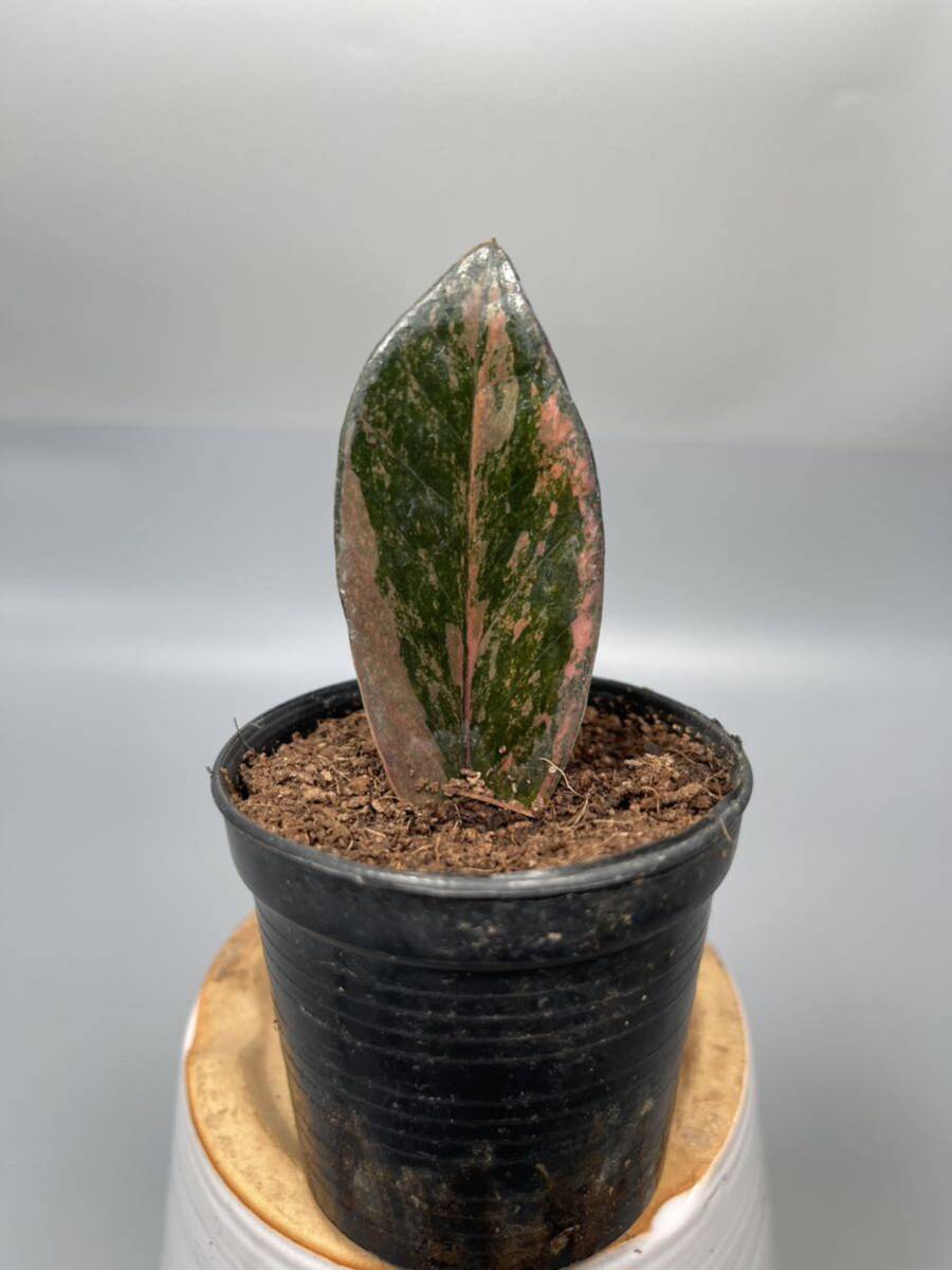 「03」 ザミオクルカス ブラック ピンクバリエガータ斑入りZZ plant Variegated (zamioculcas zamiifolia raven black pink) 観葉植物の画像1