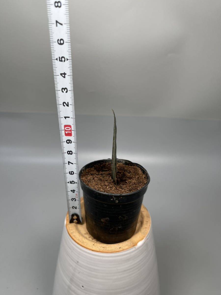 「03」 ザミオクルカス ブラック ピンクバリエガータ斑入りZZ plant Variegated (zamioculcas zamiifolia raven black pink) 観葉植物の画像3