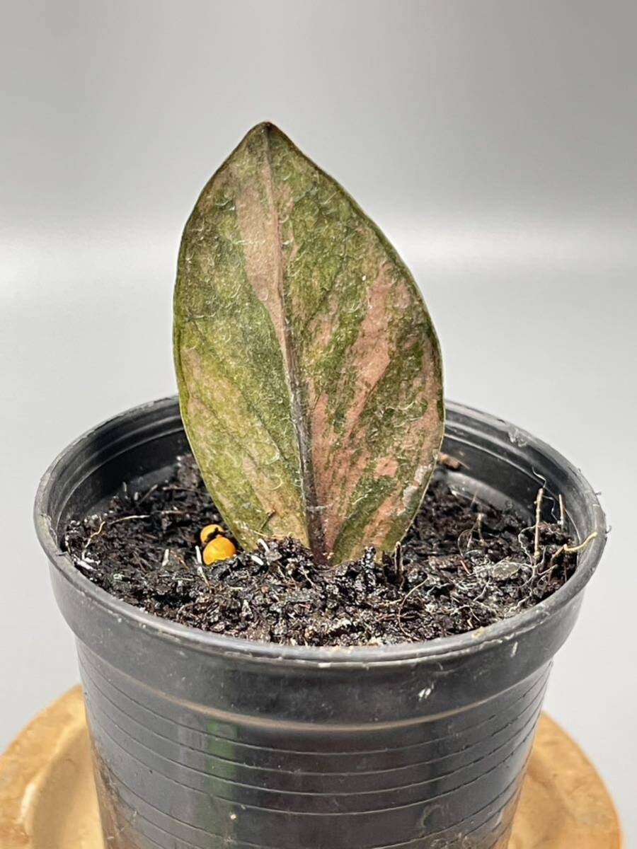 「14」 ザミオクルカス ブラック ピンクバリエガータ斑入りZZ plant Variegated (zamioculcas zamiifolia raven black pink) 観葉植物_画像2