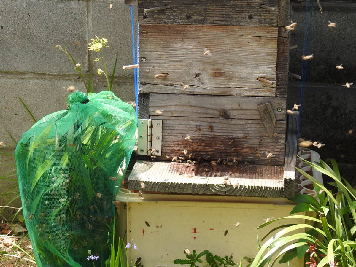 ※送料無料※ 金稜辺(キンリョウヘン) 日本ミツバチ分蜂群誘引用 咲き始め30の画像3