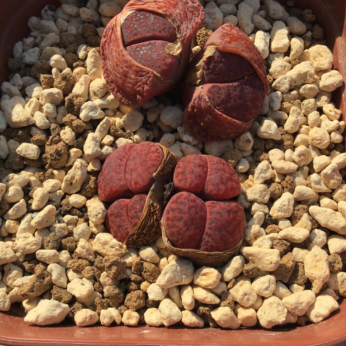 種子30粒 リトープス ルブロロゼウス Lithops rubroroseusの画像5