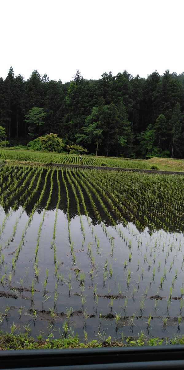 栃木県特一等米ゆうだい21、25キロ無農薬になります。珍しい無農薬のお米を召し上がって見ませんか。もっちり、甘味、ふっくらのゆうだい21の画像9