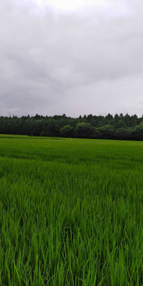 令和5年産新米栃木県特一等米コシヒカリ25キロ無農薬にて作り上げた自慢のお米です。安心、安全のお米です。一単農家、無農薬、の画像3