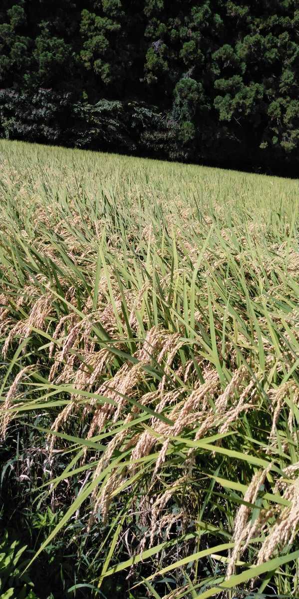 令和5年産新米栃木県特一等米コシヒカリ25キロ無農薬にて作り上げた自慢のお米です。安心、安全のお米です。一単農家、無農薬、_画像2