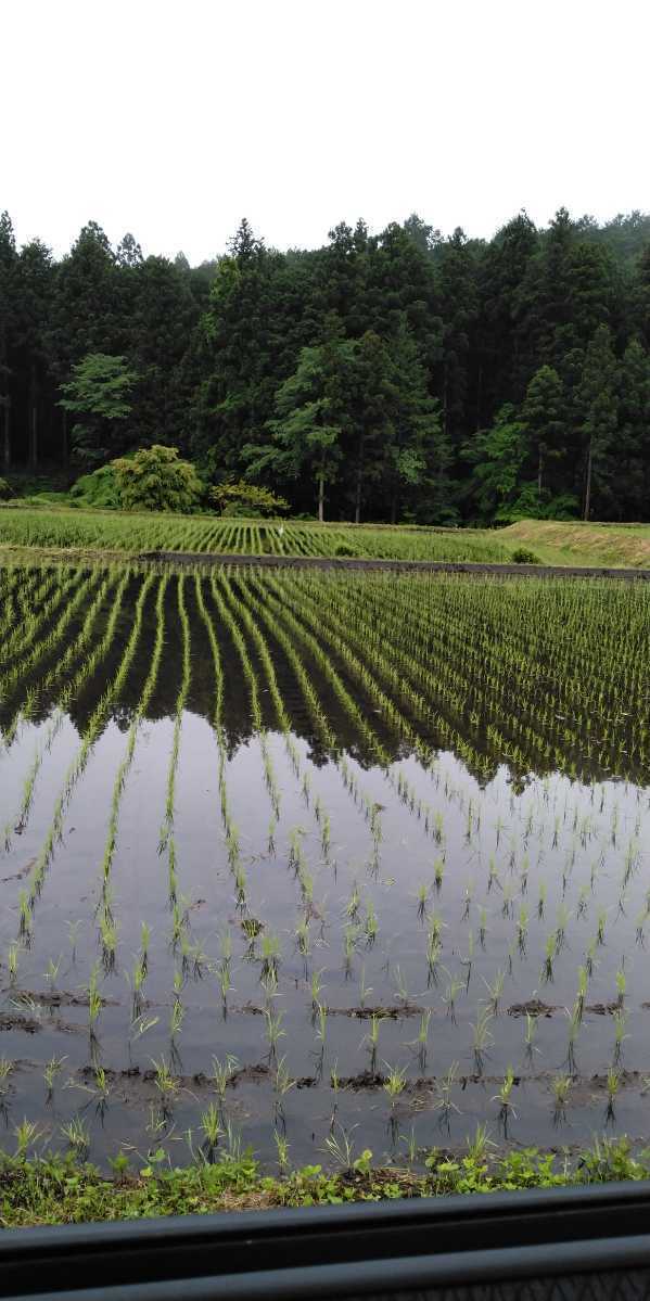 令和5年産新米栃木県特一等米コシヒカリ25キロ無農薬にて作り上げた自慢のお米です。安心、安全のお米です。一単農家、無農薬、_画像6