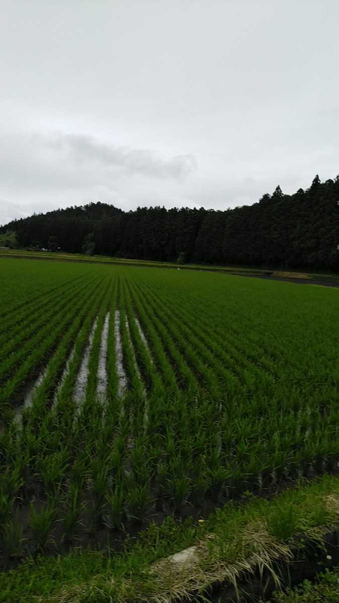 令和5年産新米栃木県特一等米コシヒカリ25キロ無農薬にて作り上げた自慢のお米です。安心、安全のお米です。一単農家、無農薬、の画像5