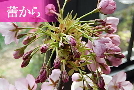 桜盆栽 桜 盆栽 サクラ 観葉植物の画像2