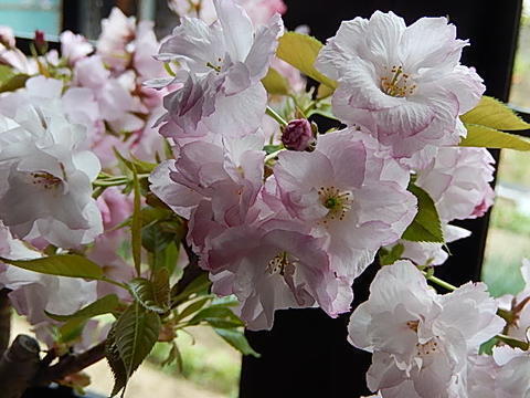 桜盆栽 桜 盆栽 サクラ 観葉植物の画像6