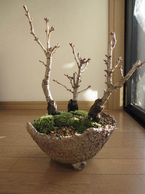 桜盆栽 桜 盆栽 サクラ 観葉植物の画像8