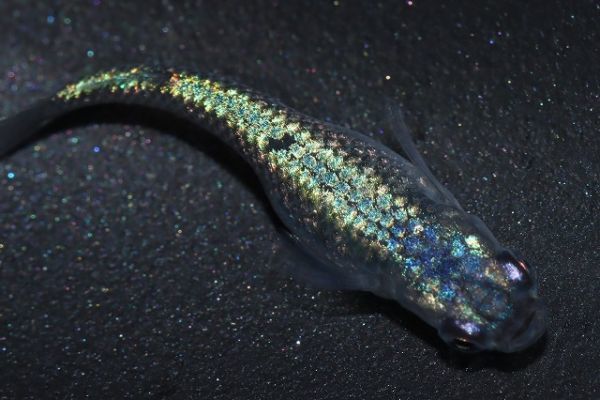 ◆米めだか◆稚魚　ネプチューン　［稚魚１０匹］ 　サバンナ様血統　☆極上☆　　_画像2