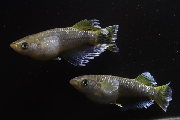 ◆米めだか◆稚魚 フロマージュ ［稚魚１０匹］ 垂水様直系 ☆極上☆ の画像2