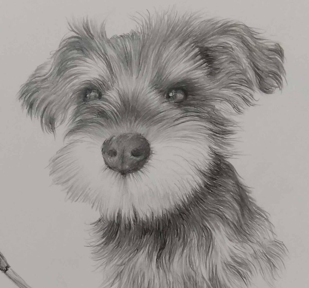Yahoo!オークション - 絵画・鉛筆画・ 犬の絵 真作「ミニチュア Yahoo!オークション - 絵画・鉛筆画・ 犬の絵 真作「ミニチュア