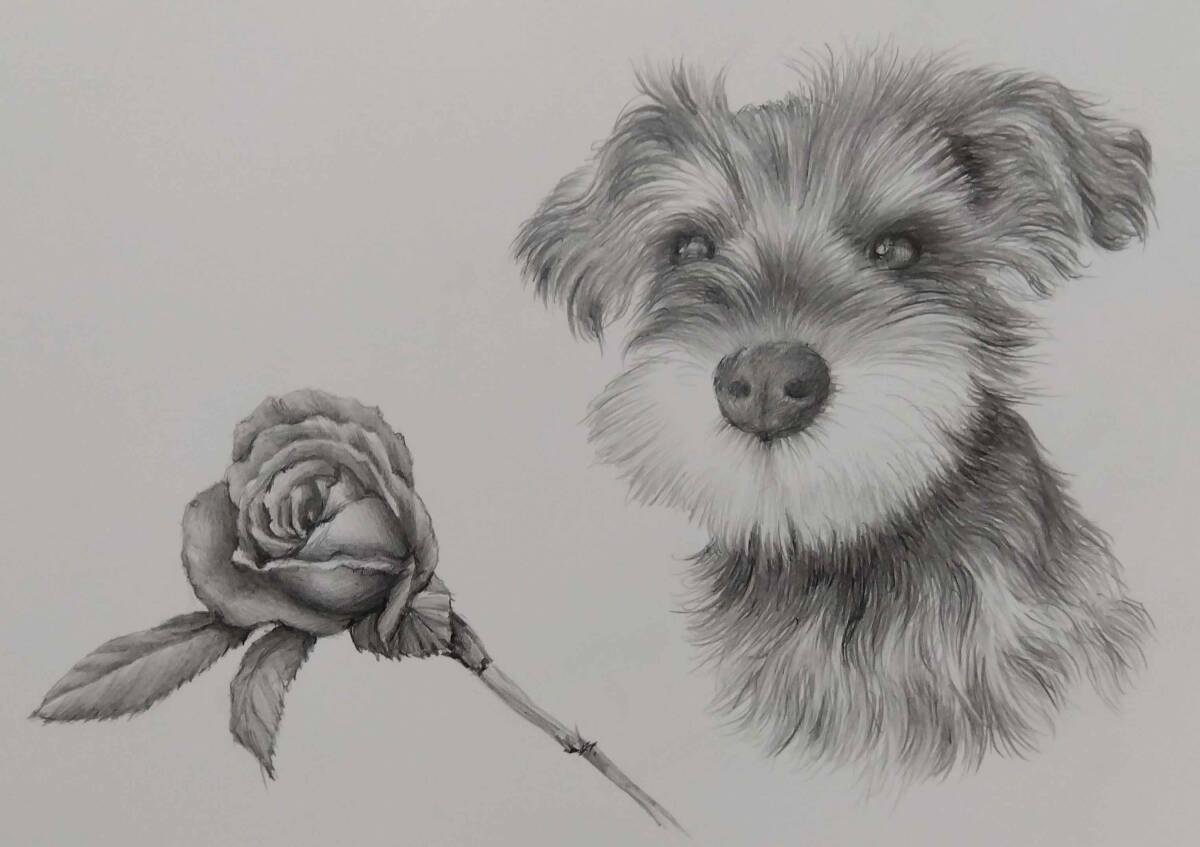 鉛筆画 絵画 ドローイング ミニチュアシュナウザー 手描き 額付き 鉛筆画 絵画 ドローイング ミニチュアシュナウザー 手描き 額