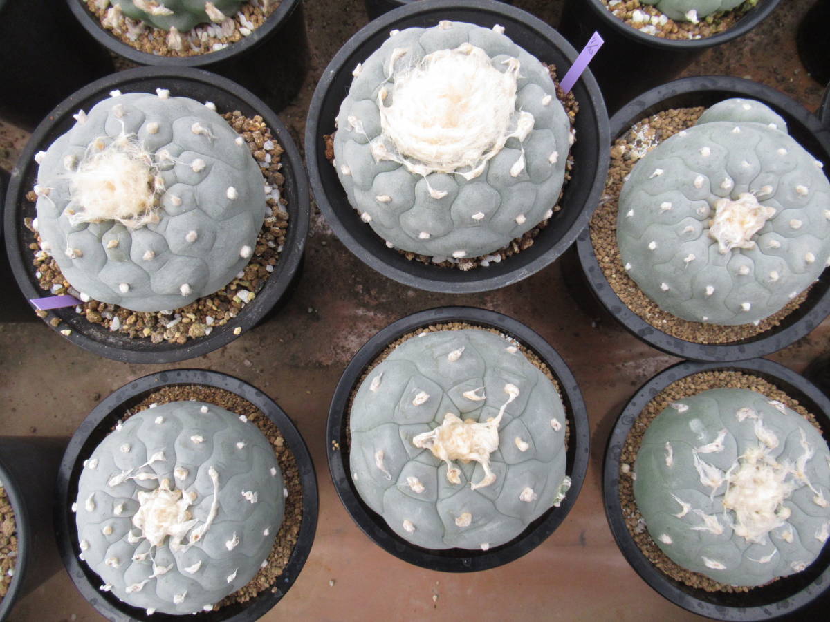 サボテン多肉植物(種子) 白肌銀冠玉 2023年自家採種 の画像1