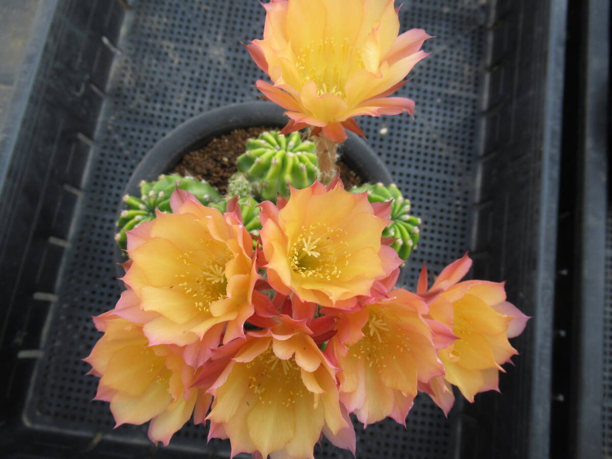 サボテン多肉植物　花サボテン　壬生の夕日_画像2