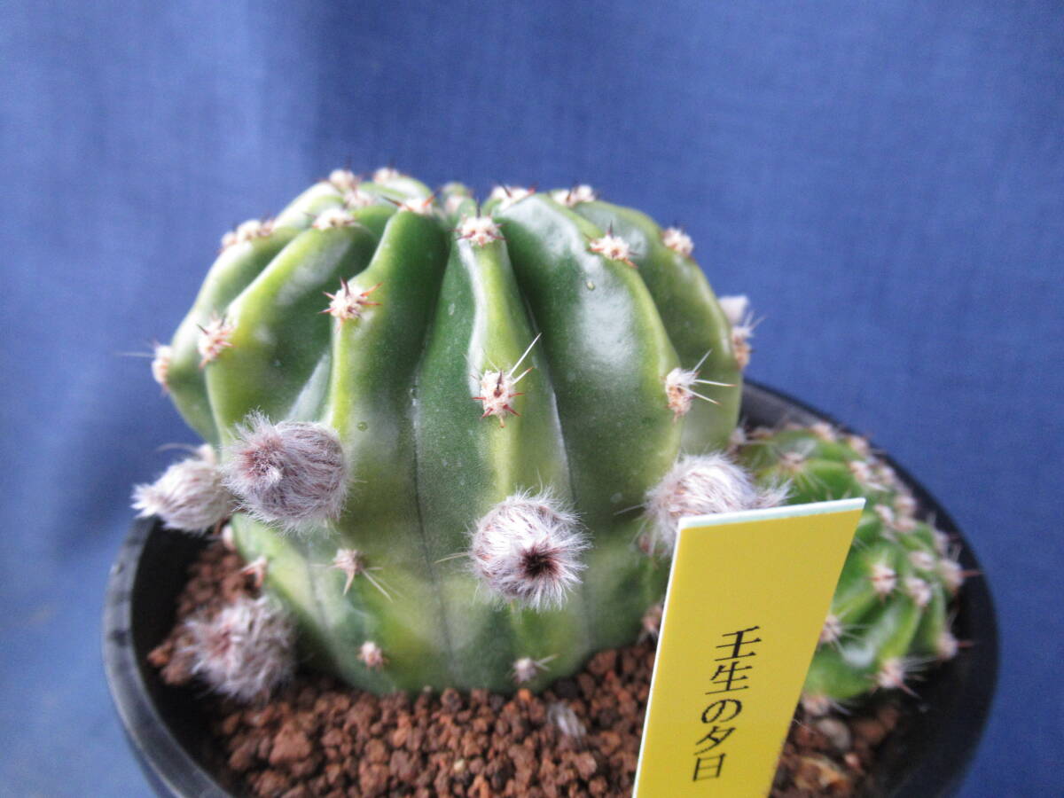 サボテン多肉植物　花サボテン　壬生の夕日_画像3