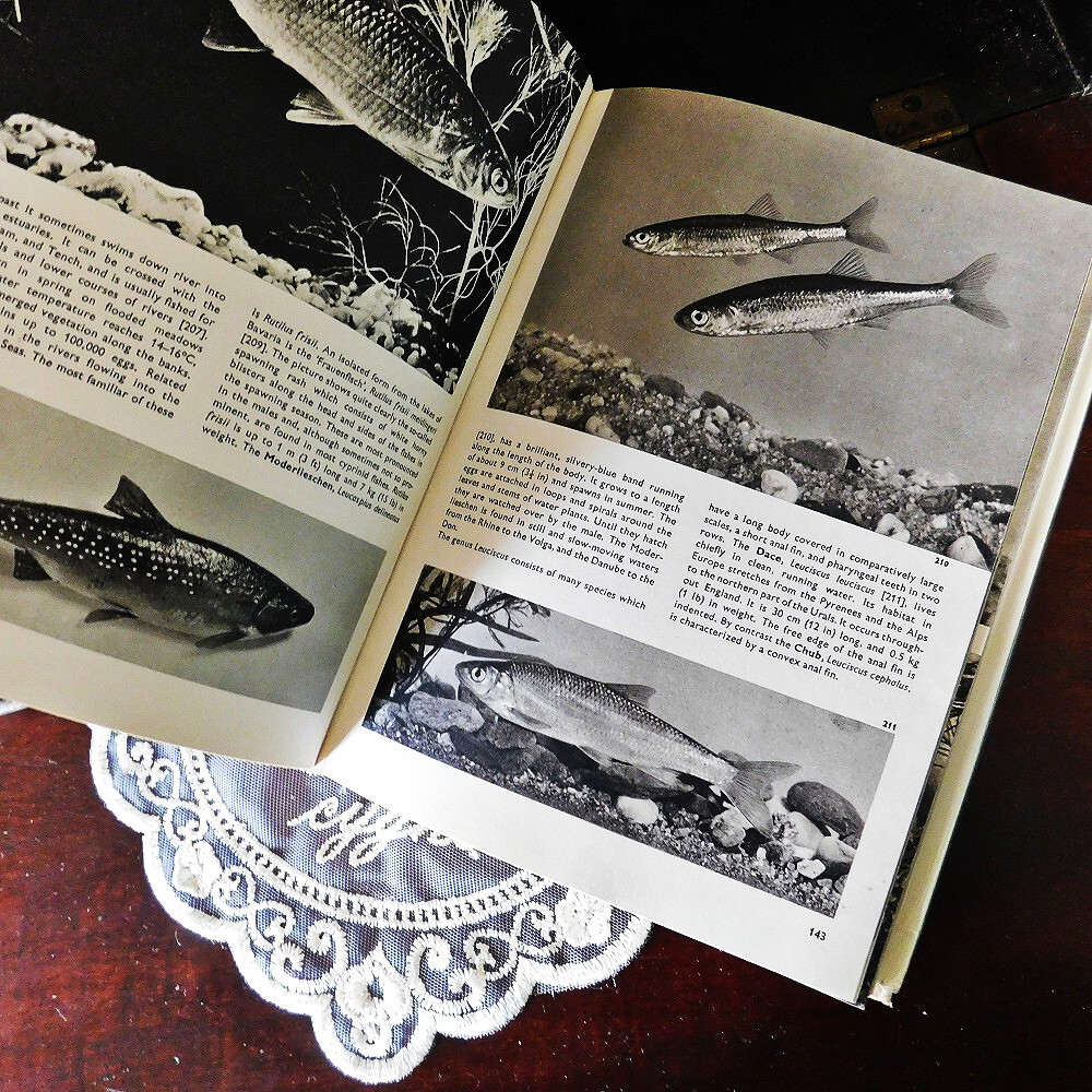 +..。*゜+ 魚たちの図鑑　海水魚　熱帯魚　英国のヴィンテージ本　英国　ヴィンテージ本　洋書　古書　アンティーク　ディスプレイ_画像3